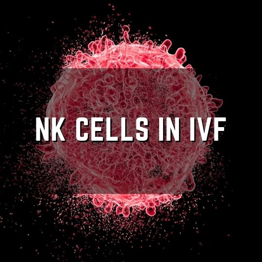 NK natural killer cells in IVF