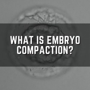 what is embryo compaction?