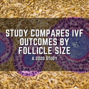 Study compares IVF outcomes by follicle size