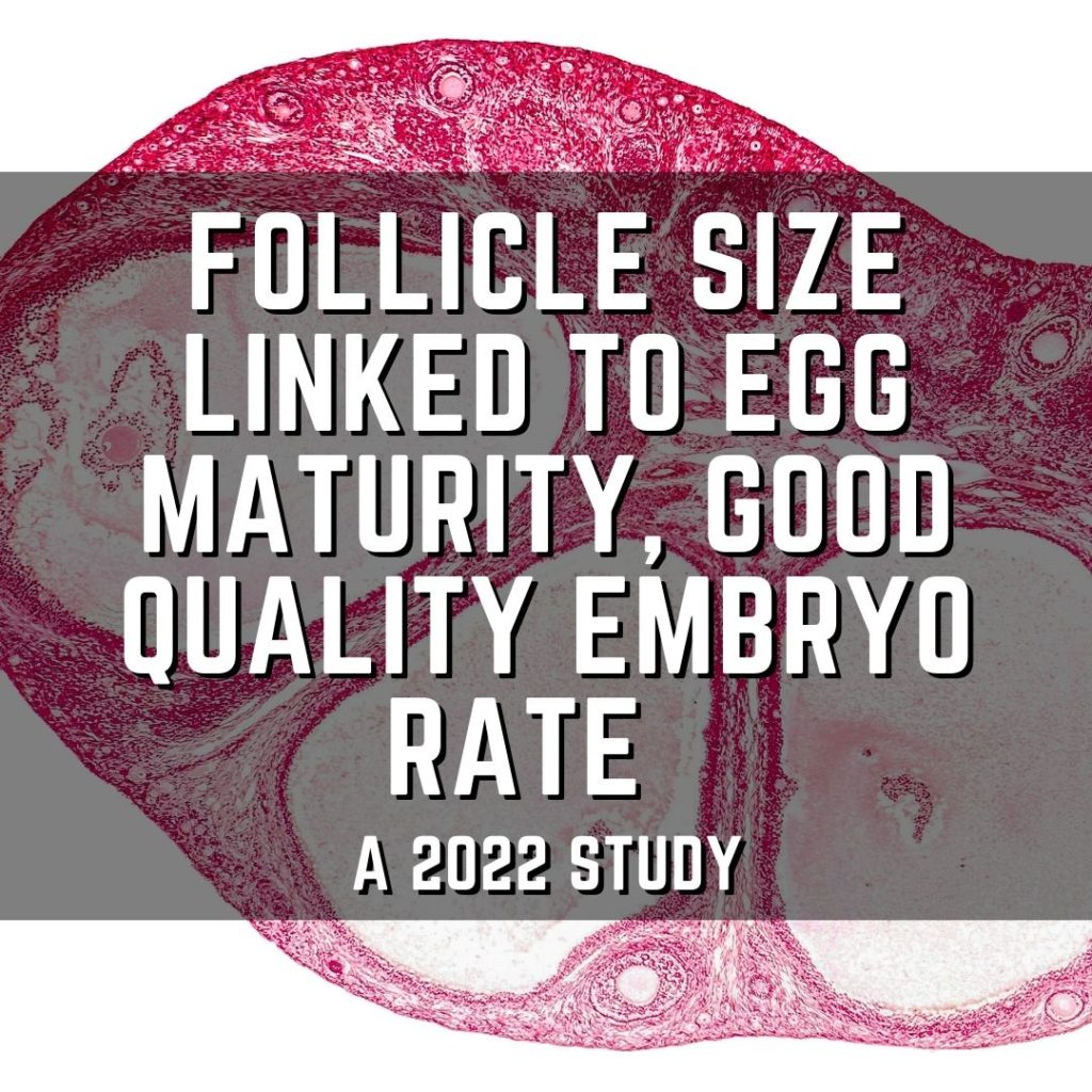 Follicle size linked to egg maturity, good quality embryo rate