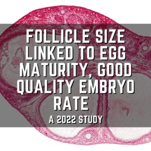 Follicle size linked to egg maturity, good quality embryo rate