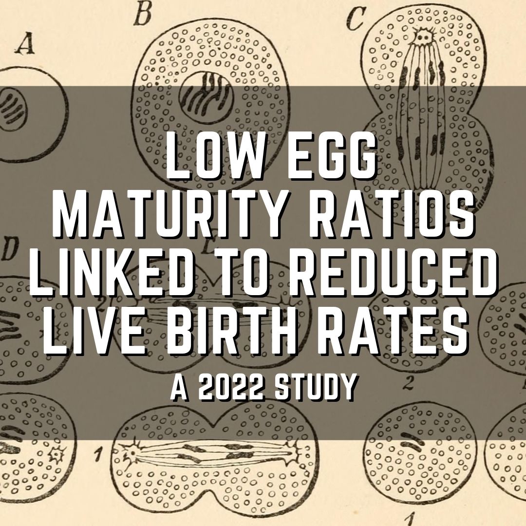 Low egg maturity ratios linked to reduced live birth rates