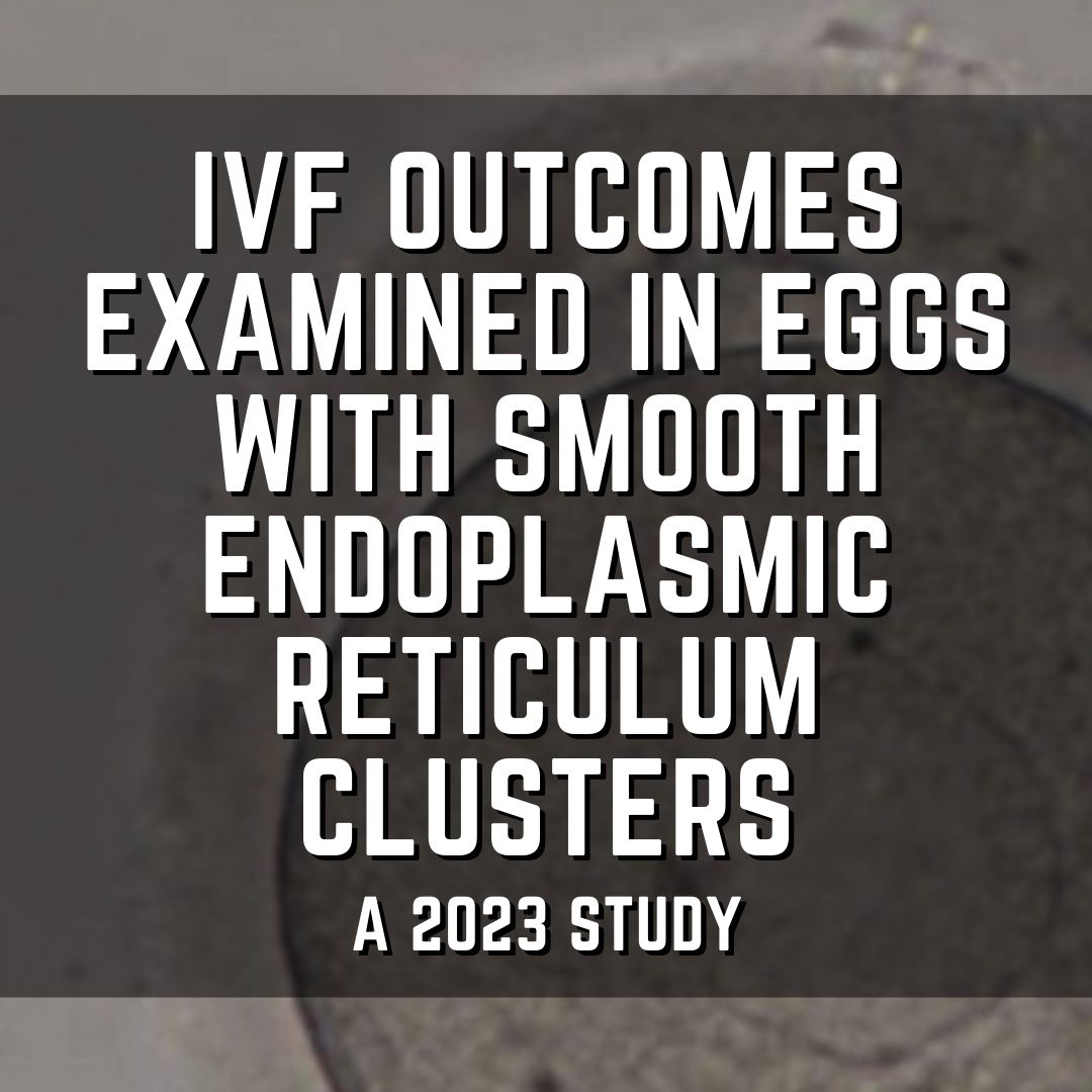 IVF outcomes examined in eggs with smooth endoplasmic reticulum clusters
