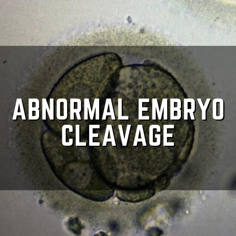 abnormal embryo cleavage