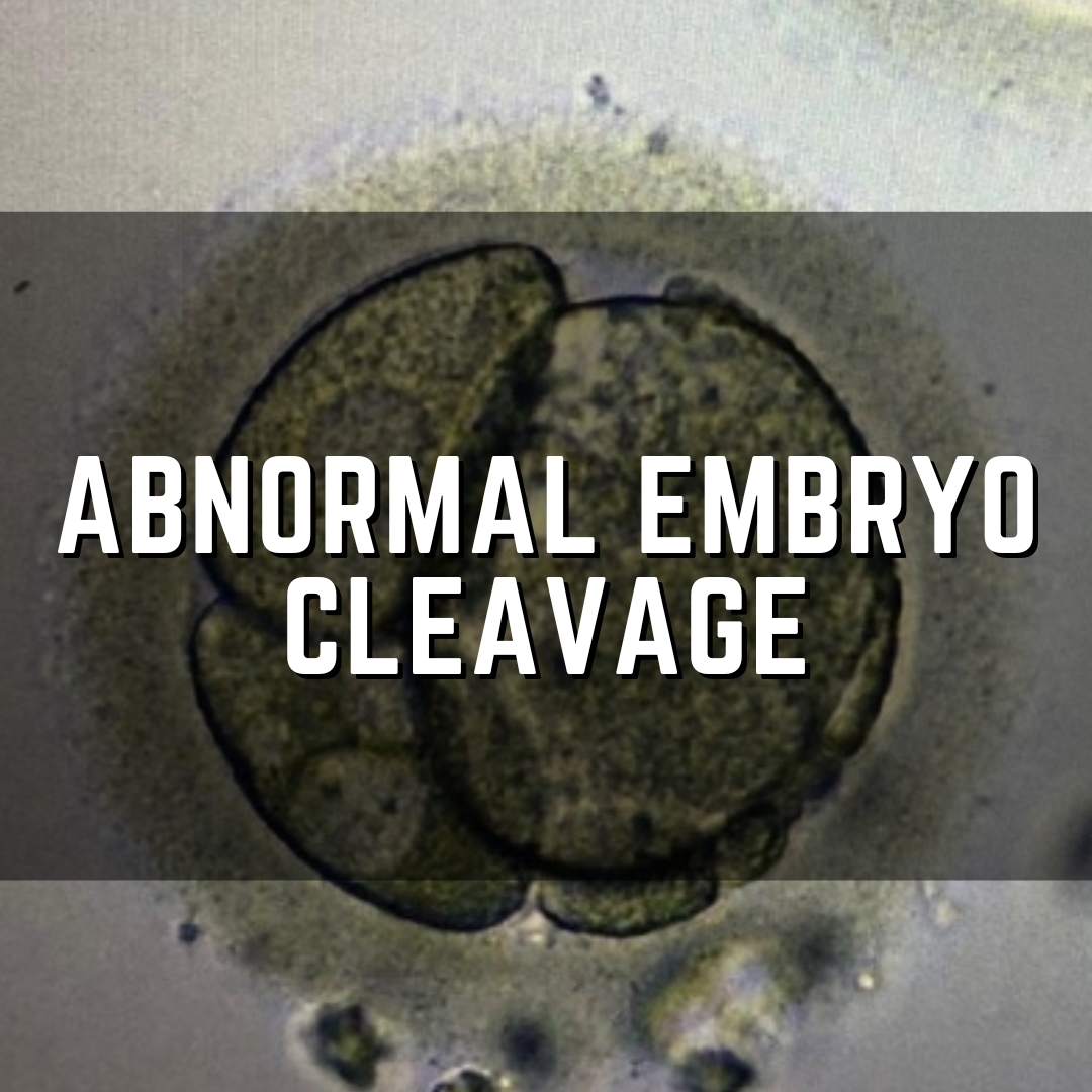 abnormal embryo cleavage