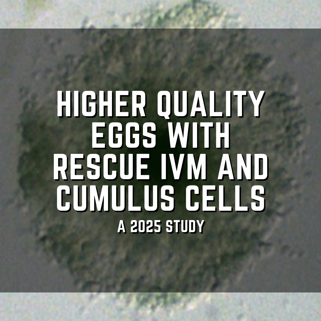 Higher quality eggs with rescue IVM and cumulus cells