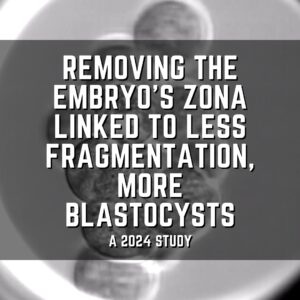 Removing the embryo&rsquo;s zona linked to less fragmentation, more blastocysts