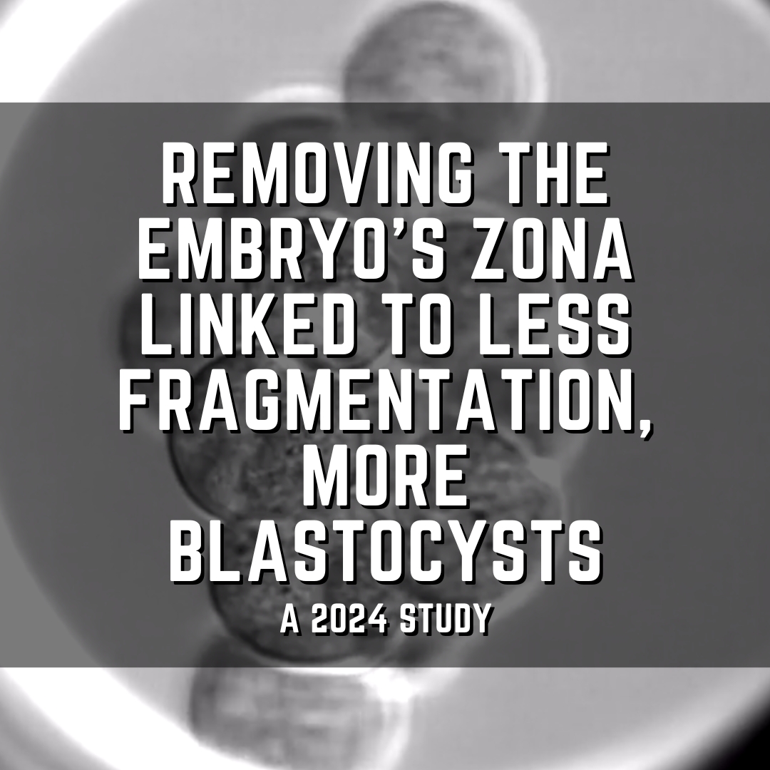 Removing the embryo’s zona linked to less fragmentation, more blastocysts